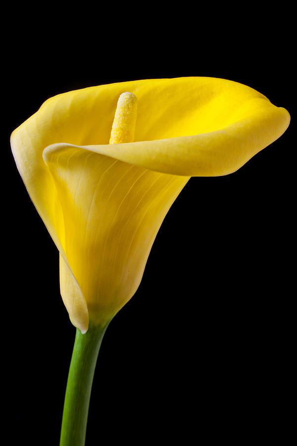 Lily Photograph - Yellow Calla Lily by Garry Gay