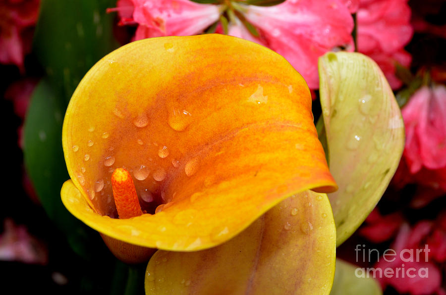 Yellow Calla Lily Photograph by Pravine Chester - Fine Art America