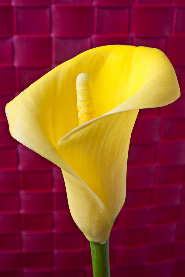 Lily Photograph - Yellow Calla Lily Red Mat by Garry Gay