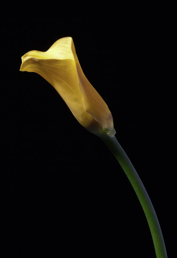 Yellow Calla Photograph by Nick  Shirghio