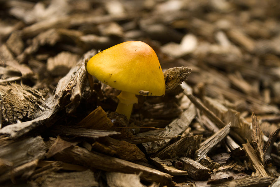 Yellow Capped Mushroom 1 Photograph by Douglas Barnett