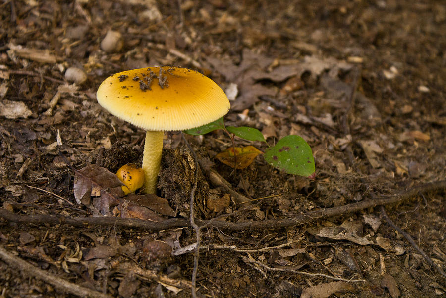 Yellow Capped Mushroom 2 Photograph by Douglas Barnett
