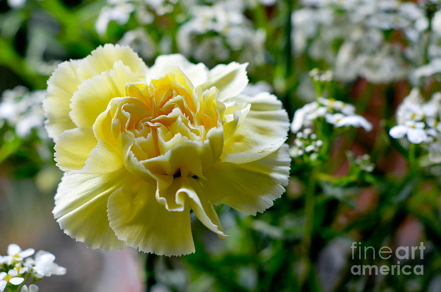 Yellow Carnations Photograph by Pravine Chester