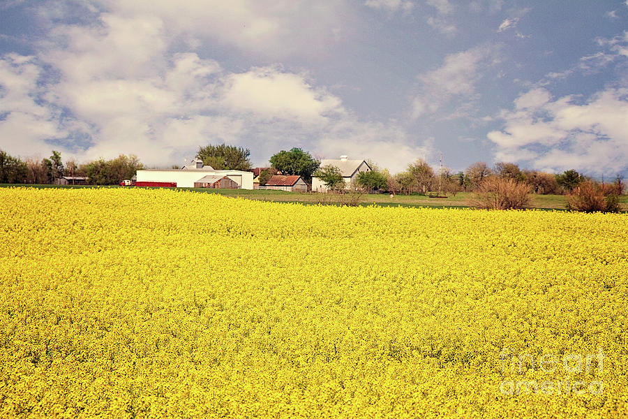 Yellow Carpet of Gorgeous Photograph by Lana Trussell