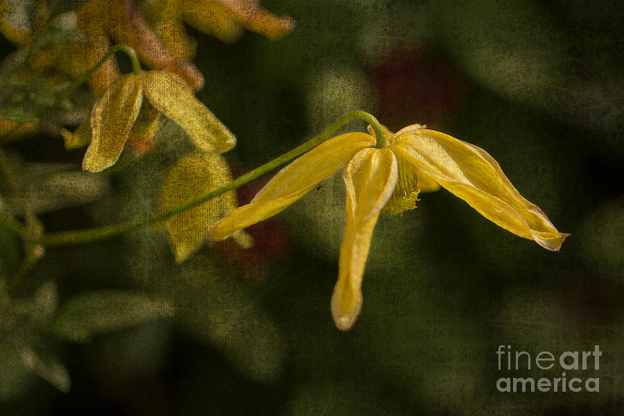 Yellow Clematis Photograph by Clare Bambers