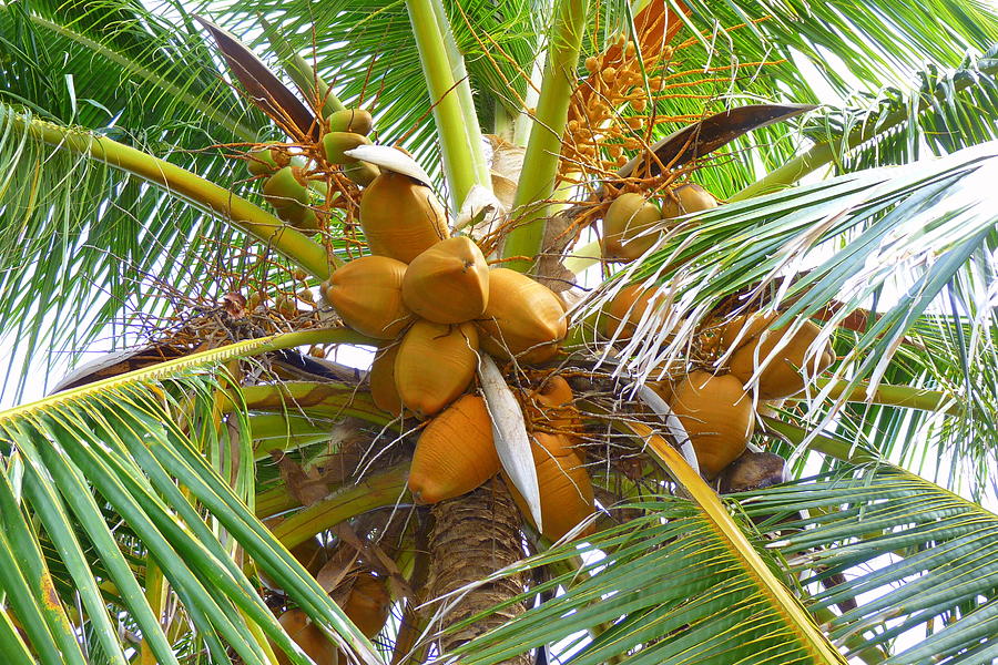Yellow Coconuts Photograph by Carla Parris