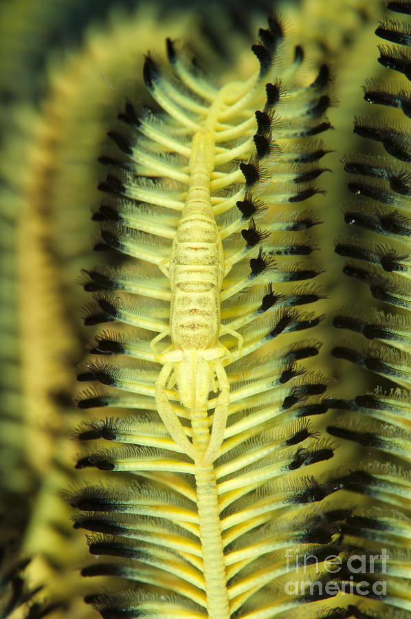 Wildlife Photograph - Yellow Commensal Shrimp On Crinoid by Steve Jones
