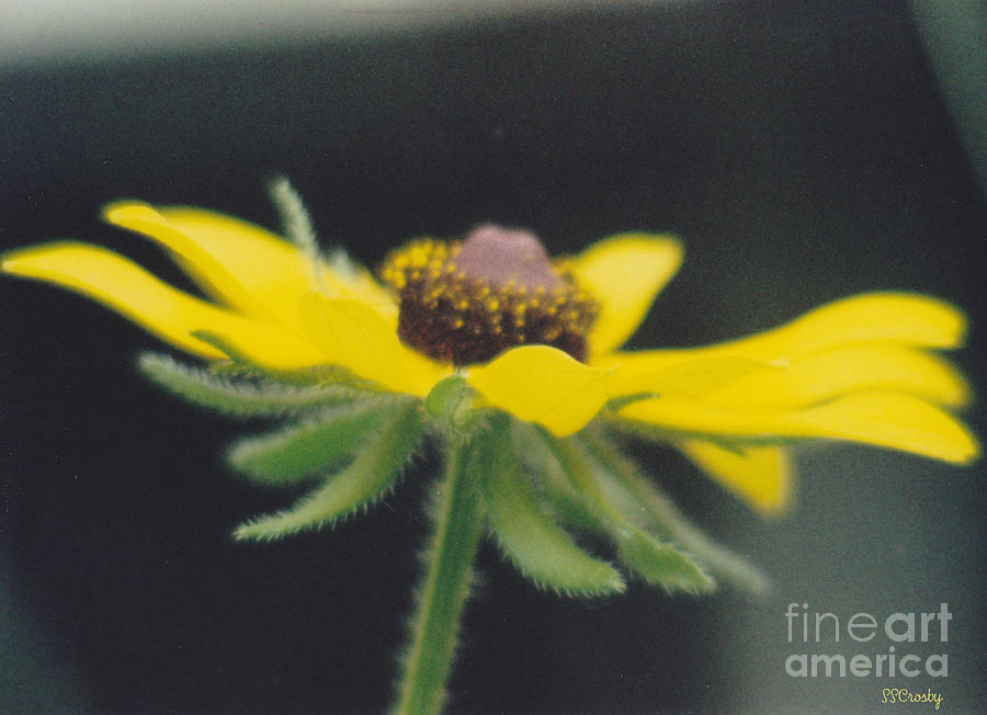 Yellow Coneflower Photograph by Susan Stevens Crosby