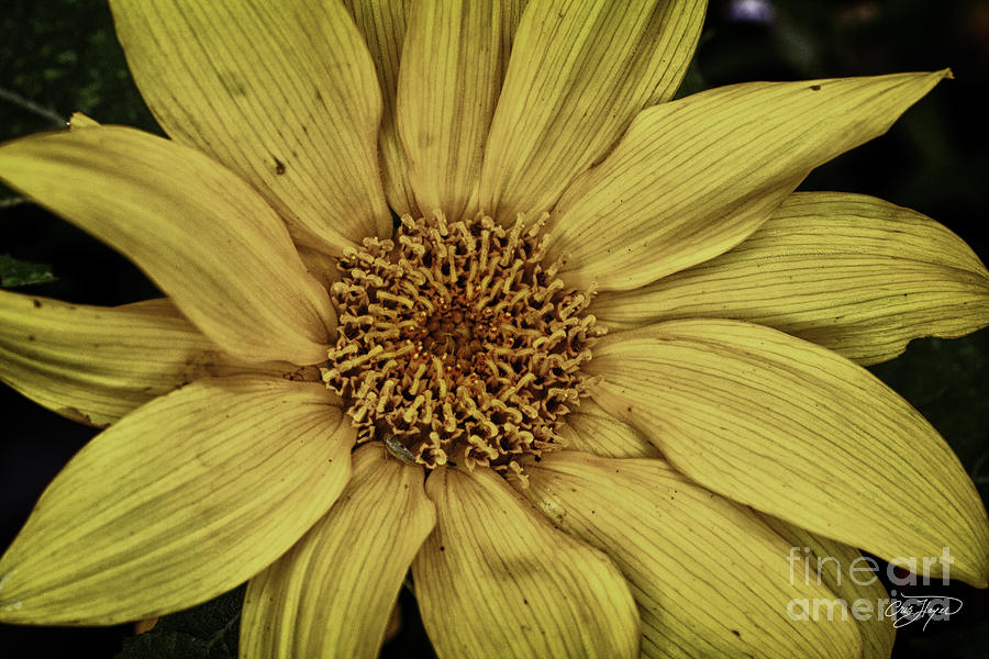 Nature Photograph - Yellow Contrast by Cris Hayes