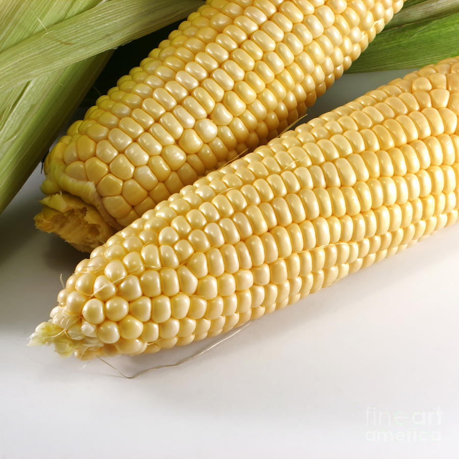 Nature Photograph - Yellow corn by Blink Images