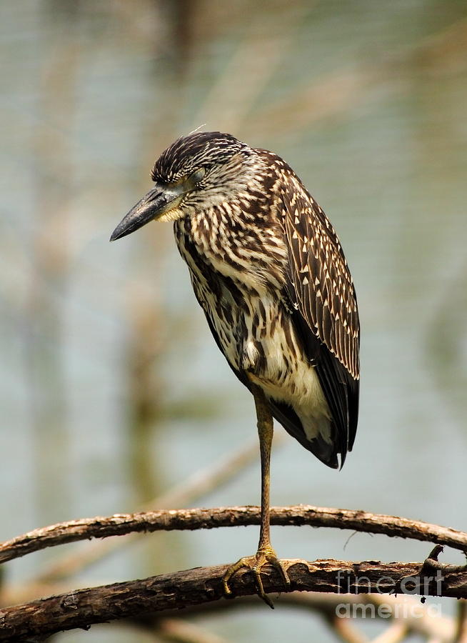 Yellow Crested Night Heron Juvenile Photograph