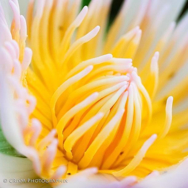 Lily Photograph - Yellow by Cris Manuzon