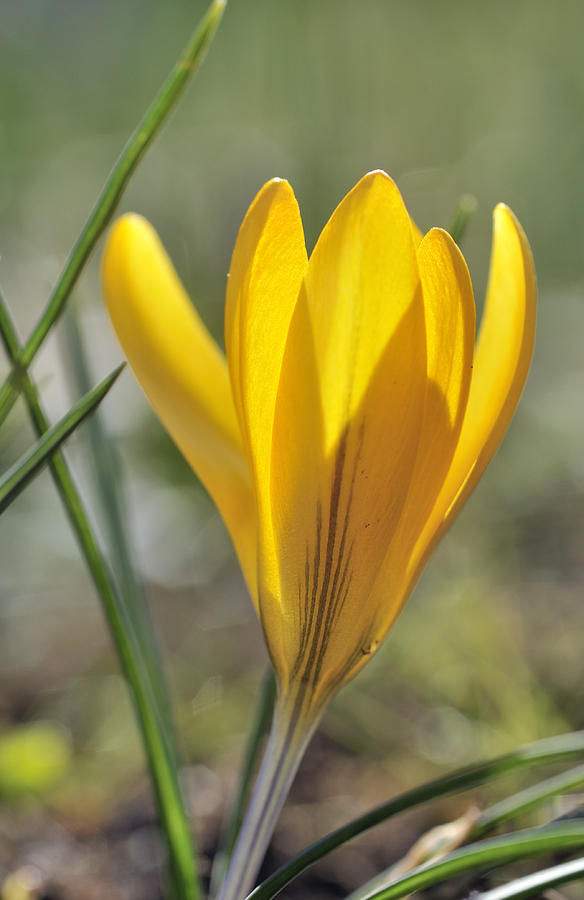 Yellow crocus in spring Photograph by Matthias Hauser