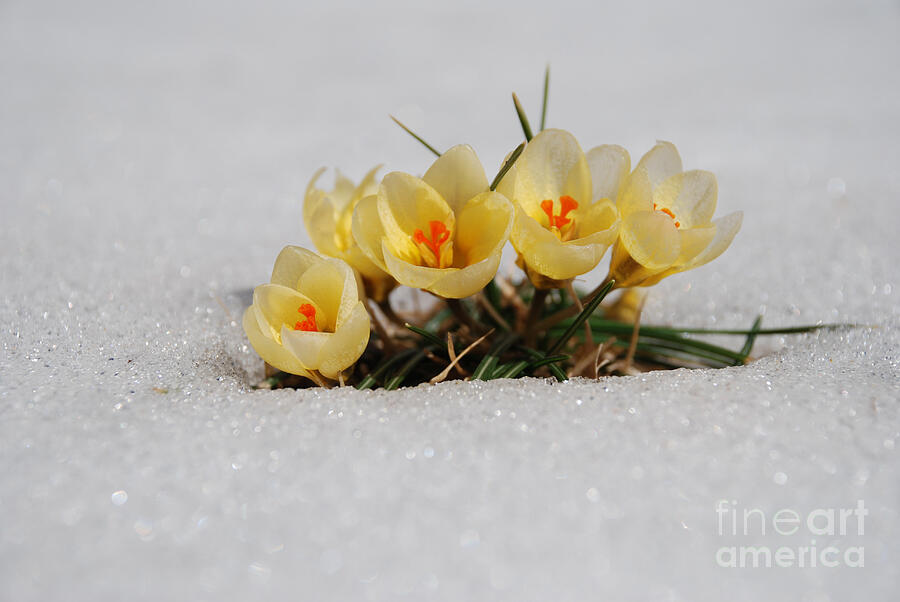 Yellow Crocus in the snow Photograph by Paul Ward