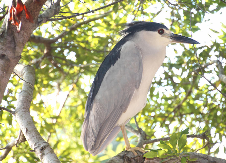 Yellow Crown Night Heron Photograph by Rosalie Scanlon - Fine Art America