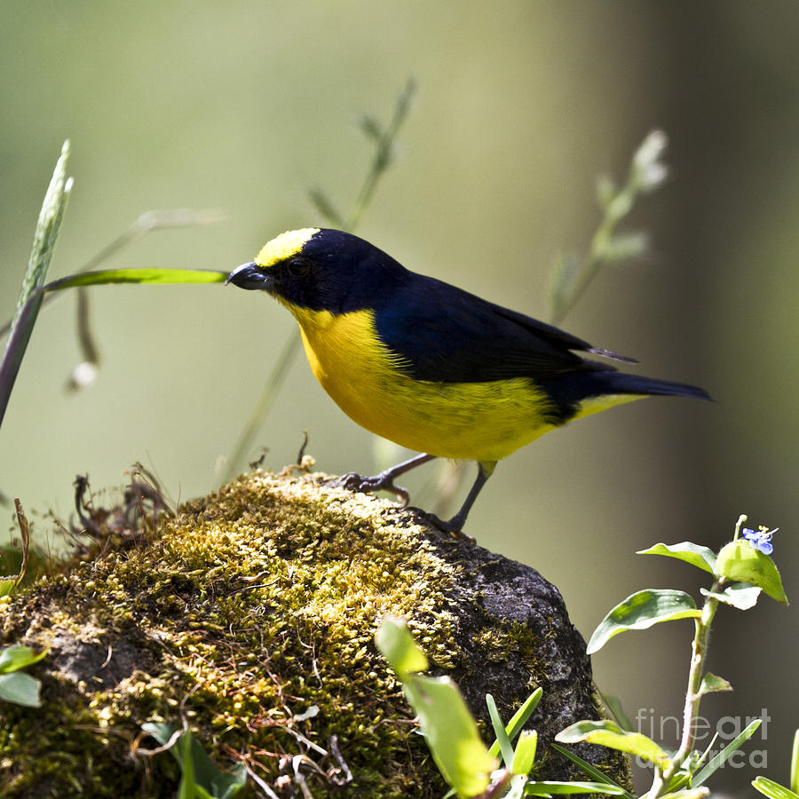 Yellow-Crowned Euphonia Photograph by Heiko Koehrer-Wagner