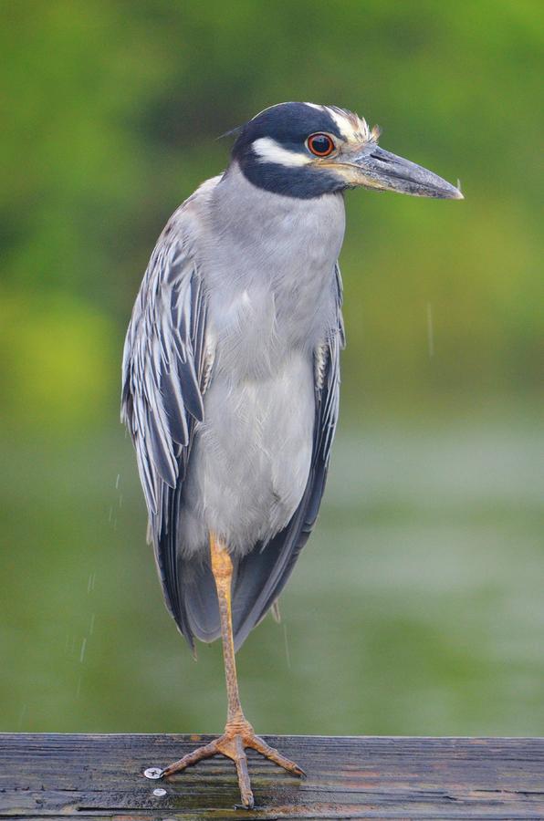 Yellow-Crowned Night Heron 2 Photograph by Lynda Dawson-Youngclaus