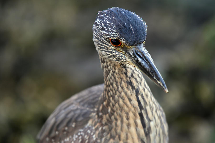 Yellow Crowned Night Heron at Estero Bay Photograph by Juergen Roth