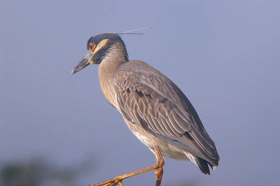 Yellow Crowned Night Heron Photograph by Brian Wright