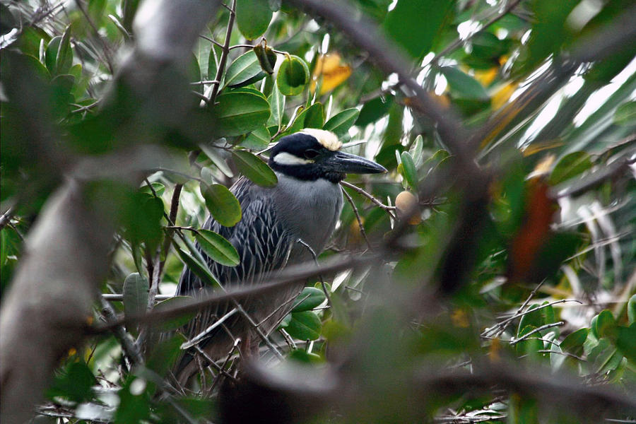 Yellow-crowned Night Heron Photograph by Larry Parker