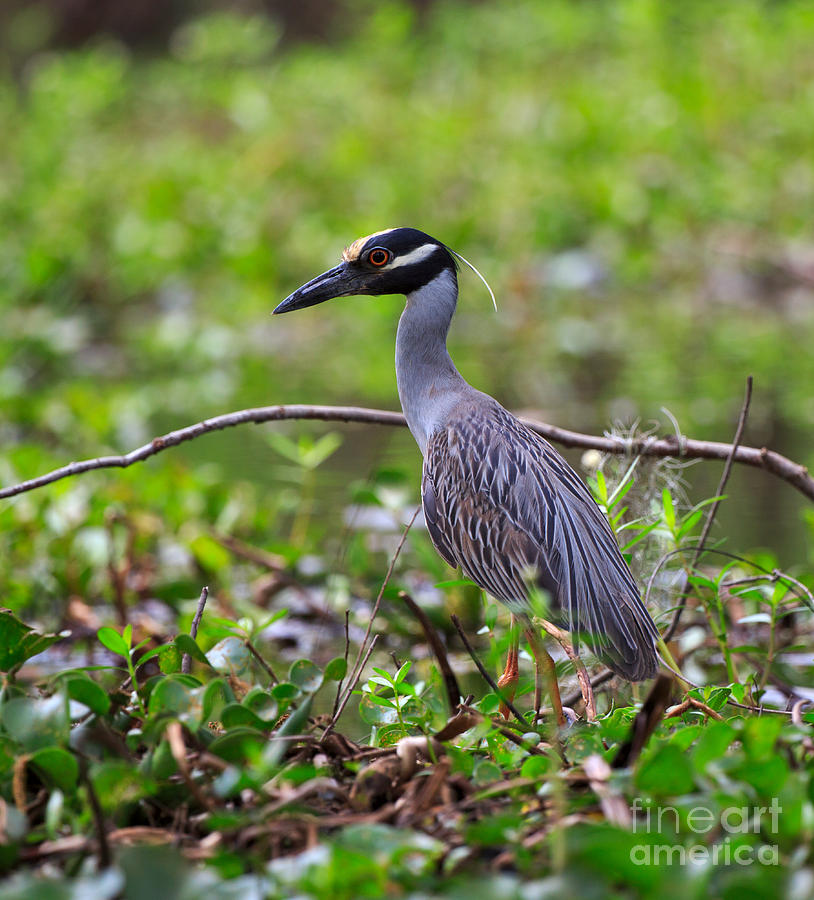 Yellow-crowned Night Heron Photograph by Louise Heusinkveld