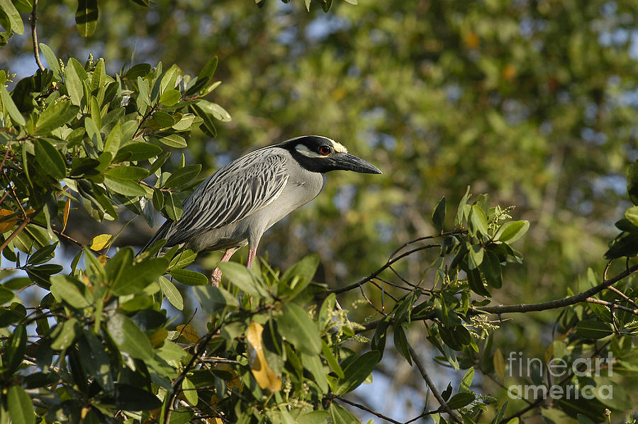 Yellow-crowned Night Heron Photograph by Raul Gonzalez Perez