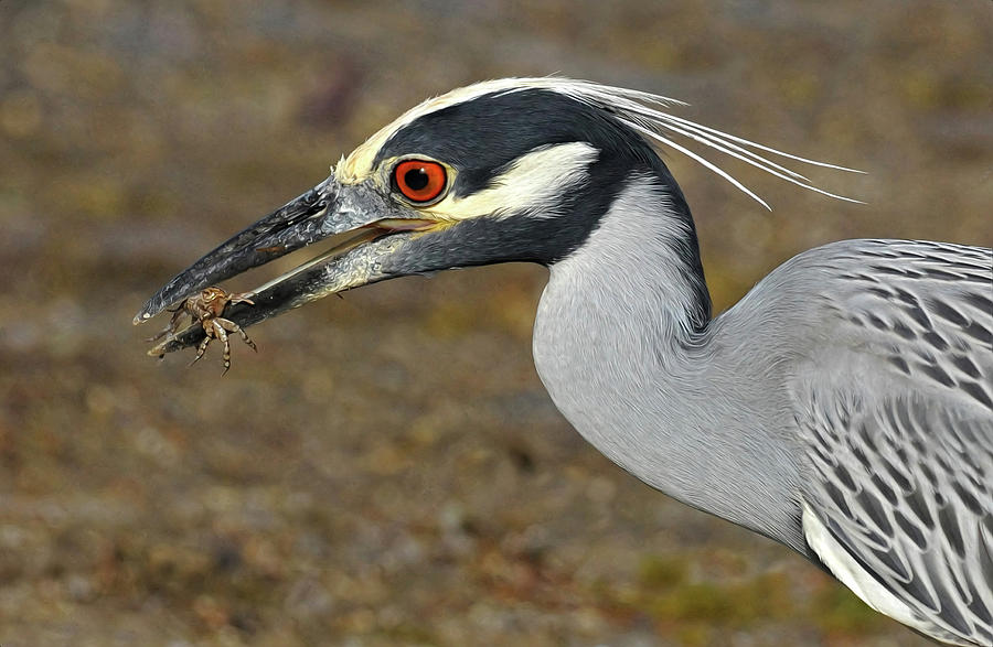Yellow Crowned Night Heron With Catch Photograph by Dave Mills