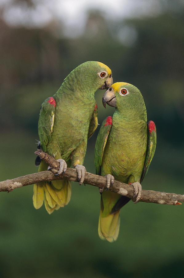 Yellow-crowned Parrot Kiss Photograph by Thomas Marent