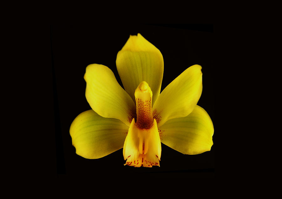 Yellow Cymbidium Orchid. Photograph by Chris  Kusik