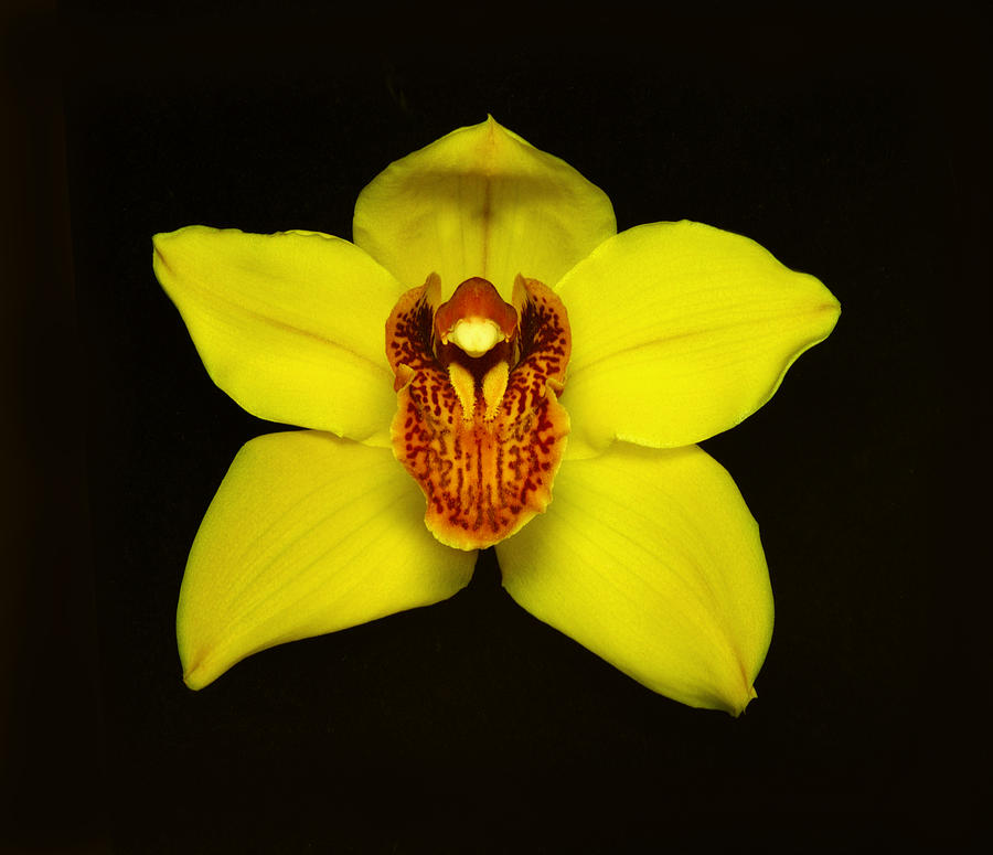 Yellow Cymbidium Orchid II. Photograph by Chris  Kusik