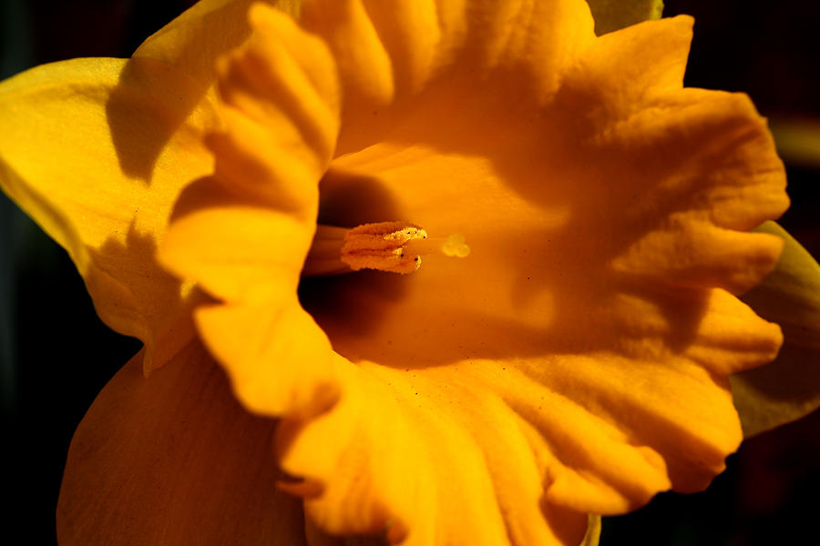 Yellow Daffodil - 3 Photograph by Robert Morin