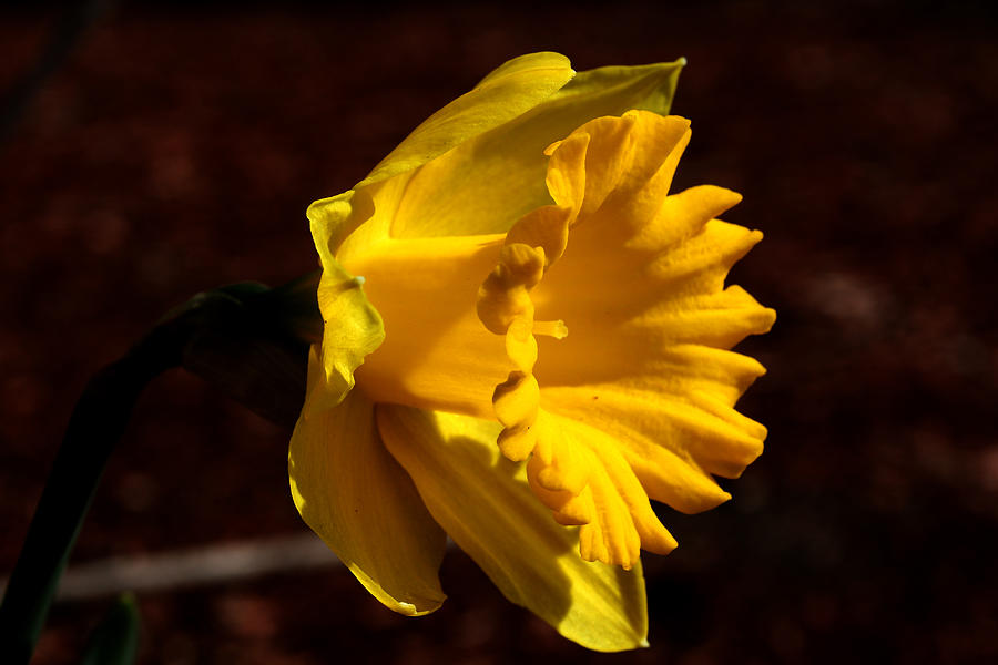 Yellow Daffodil - 4 Photograph by Robert Morin