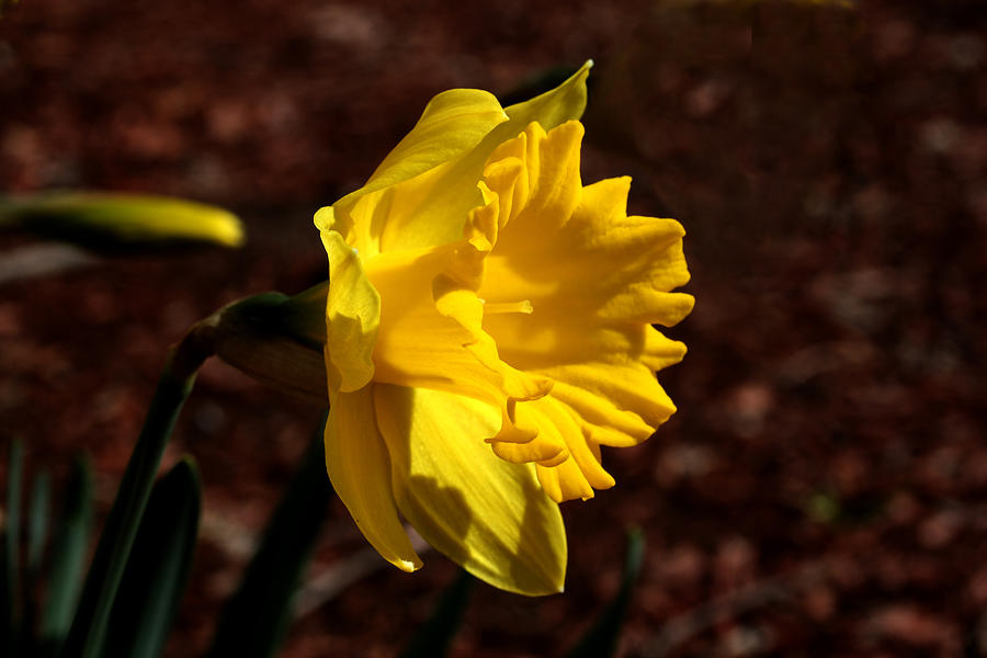 Yellow Daffodil -2 Photograph by Robert Morin