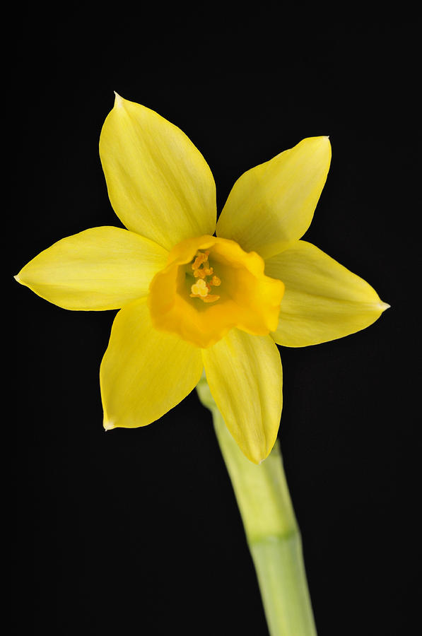 Nature Photograph - Yellow daffodil black background by Matthias Hauser