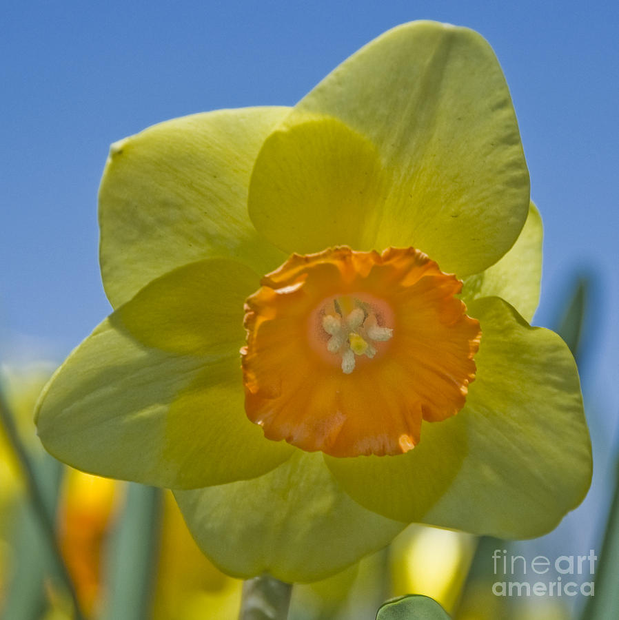 Yellow Daffodil Photograph by Tim Mulina
