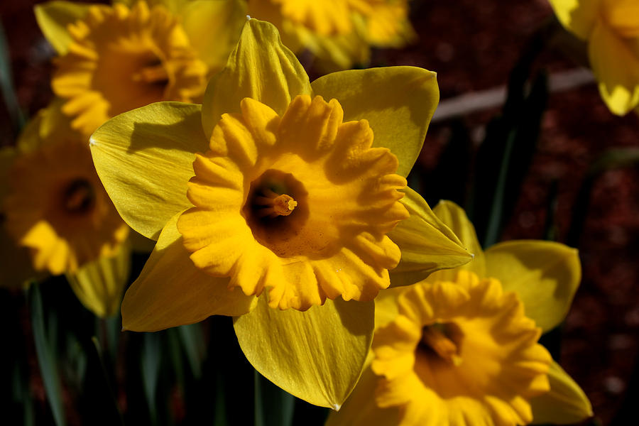 Yellow Daffodils - 1 Photograph by Robert Morin