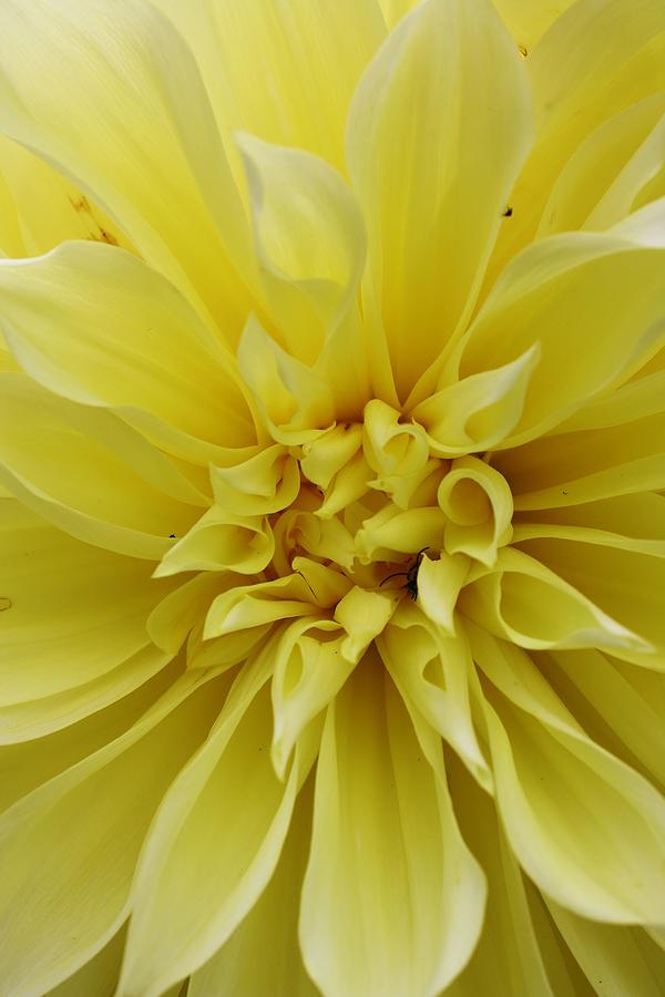 Yellow Dahlia Photograph by Bruce Bley