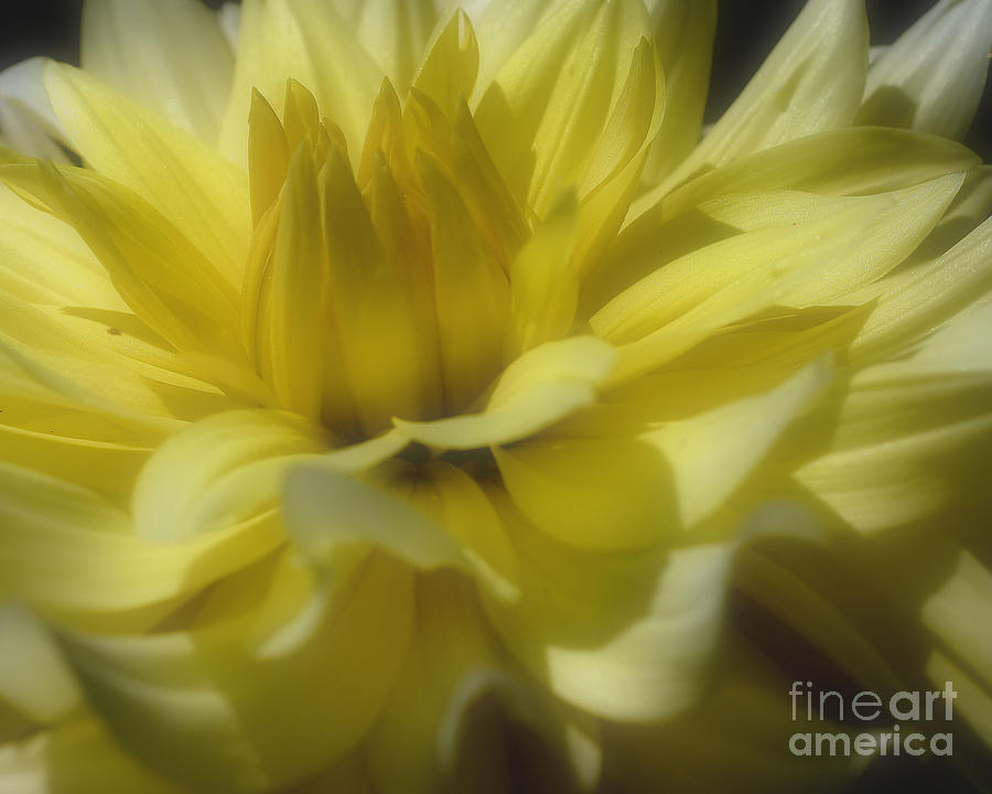 Yellow Dahlia Flower Petals Soft Photograph by Smilin Eyes Treasures