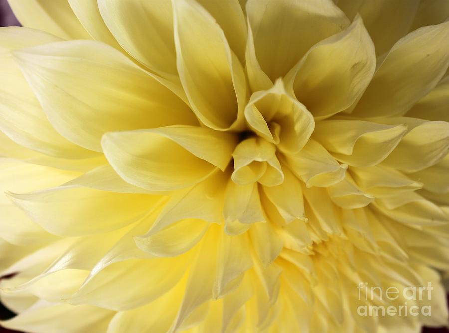 Flowers Still Life Photograph - Yellow Dahlia by Terri Thompson