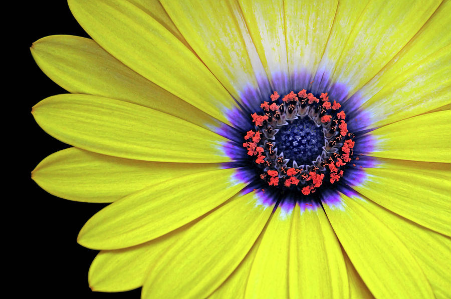 Yellow Daisey Photograph by Dave Mills