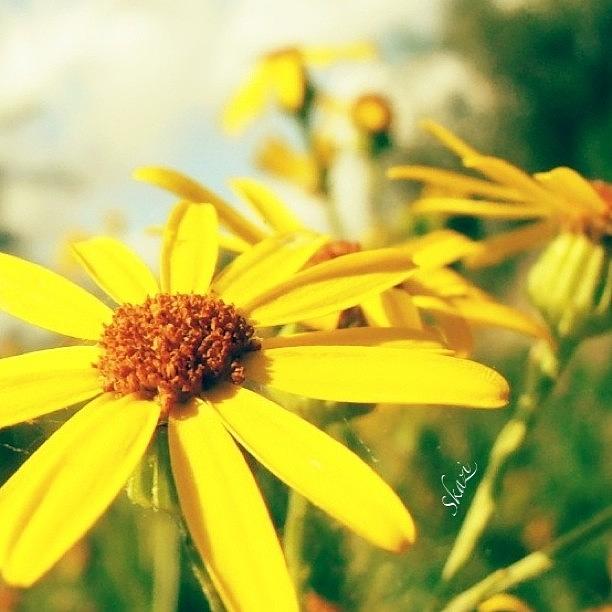 Nature Photograph - Yellow Daisies! :) by S Kazi