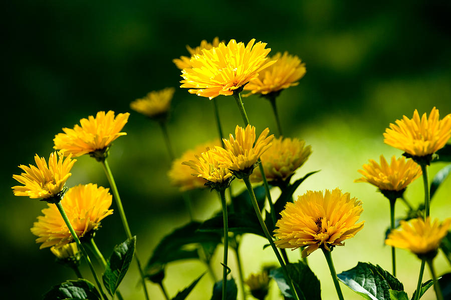 Yellow Daisies Photograph by Rich Franco