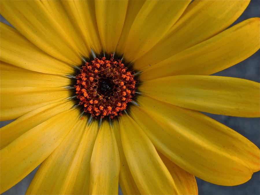 Yellow Daisy Photograph by Diana Hatcher