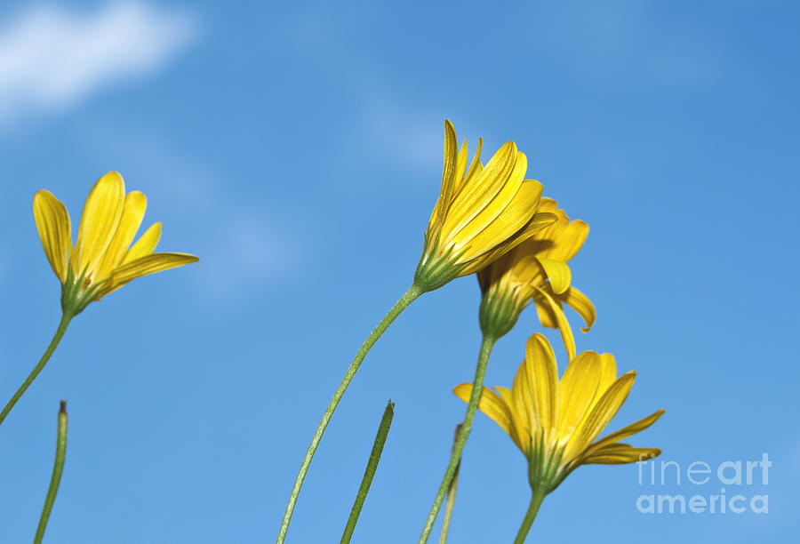 Daisy Photograph - Yellow daisy flowers by Blink Images