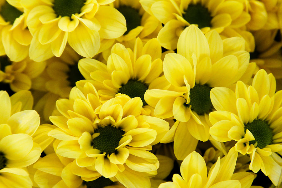 Yellow Daisy Garden Photograph by Tony Grider