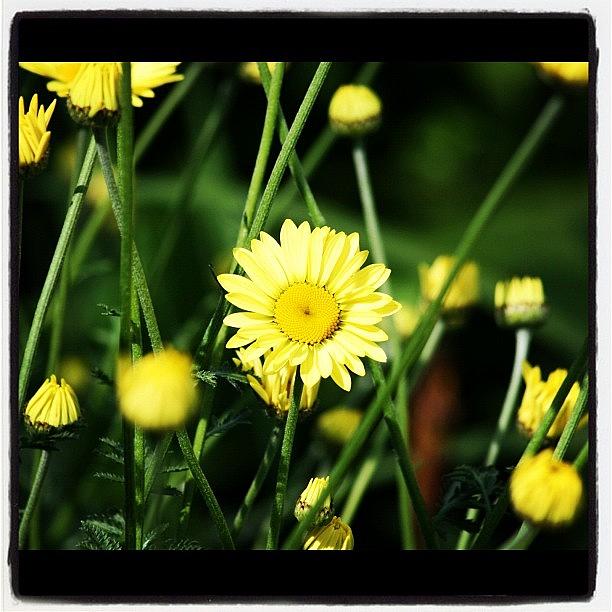 Daisy Photograph - Yellow Daisy Meadow #daisy by Chris Barber