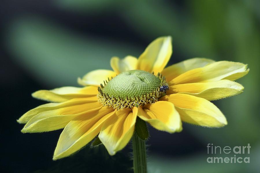 Yellow Daisy Photograph by Teresa Zieba