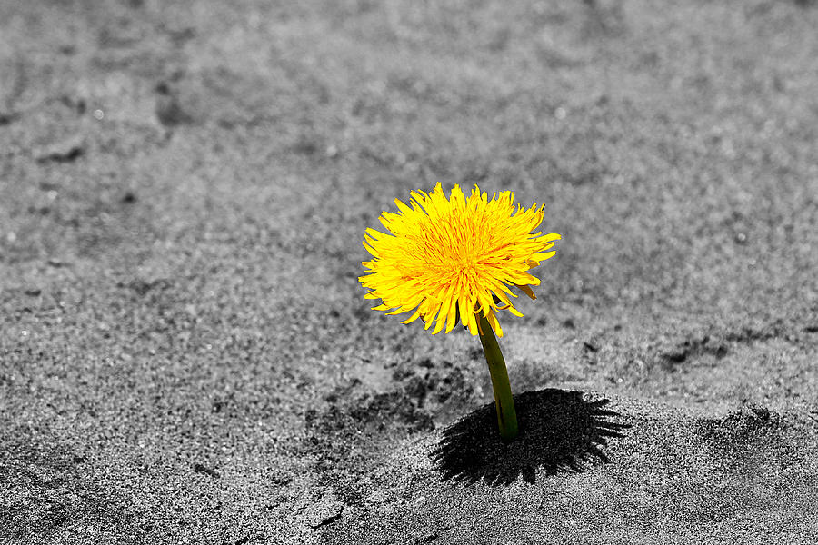 Yellow Dandelion Flower In The Sand Photograph by Tracie Schiebel