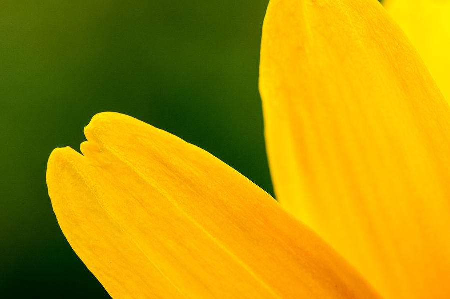 Nature Photograph - Yellow by Daniel Kulinski