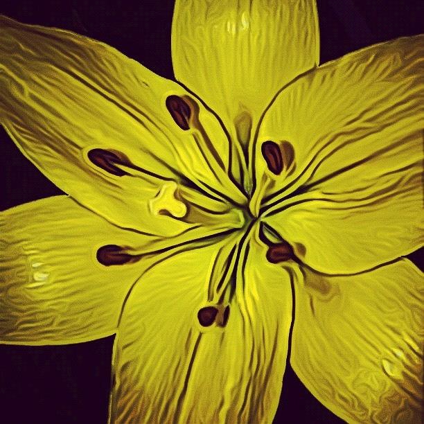 Yellow Day Lily Close Up Photograph by Michael Krajnak